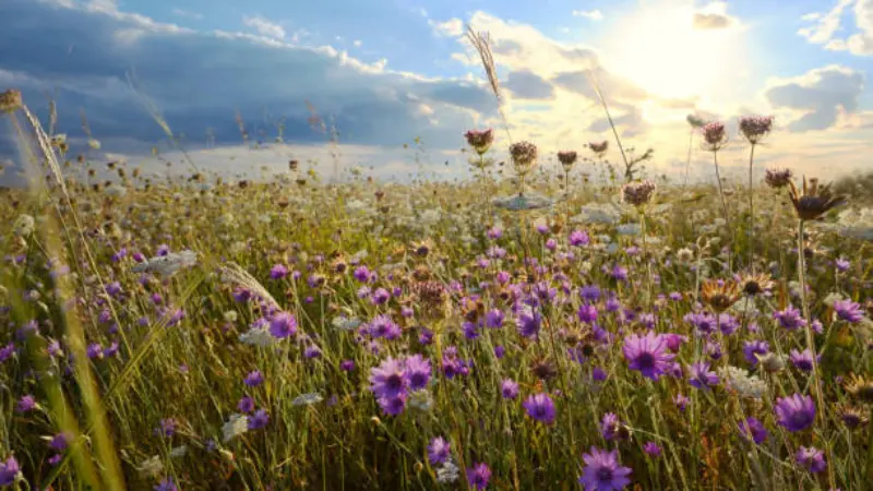 Wildflower meadow with xeranthemum flowers at golden sunset