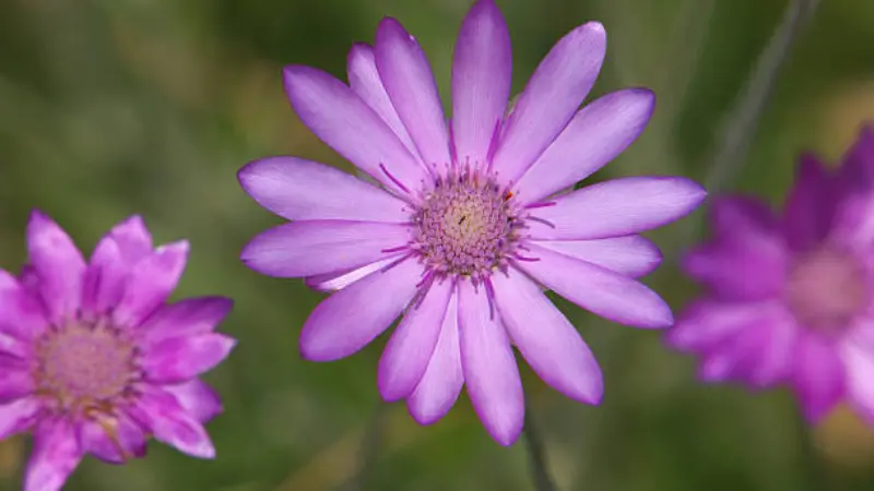 Detailed close-up of light purple xeranthemum flowers with visible stamens