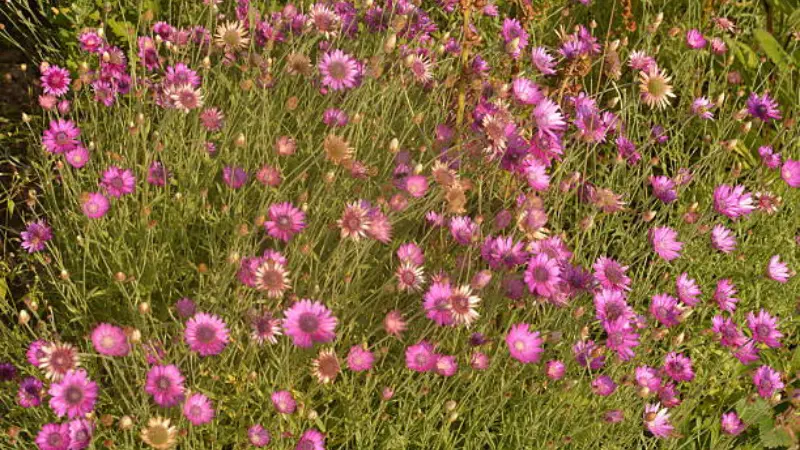 Field of pink and purple xeranthemum flowers growing among green stems