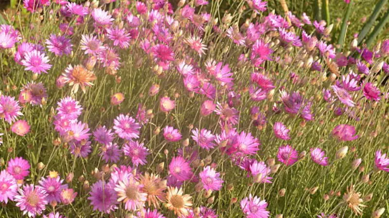 Pink xeranthemum flowers backlit by sunlight in a meadow