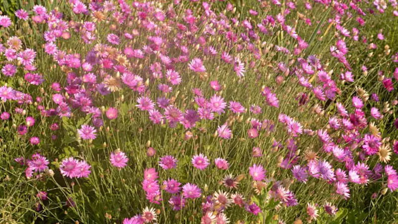 Dense cluster of pink xeranthemum flowers in a sunlit garden bed