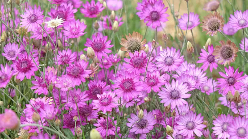Magenta xeranthemum flowers with one white bloom among green stems