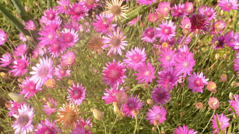 Pink and cream xeranthemum flowers blooming together in a garden