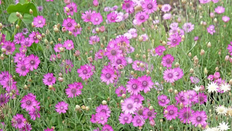 Purple xeranthemum flowers growing wild alongside white blooms