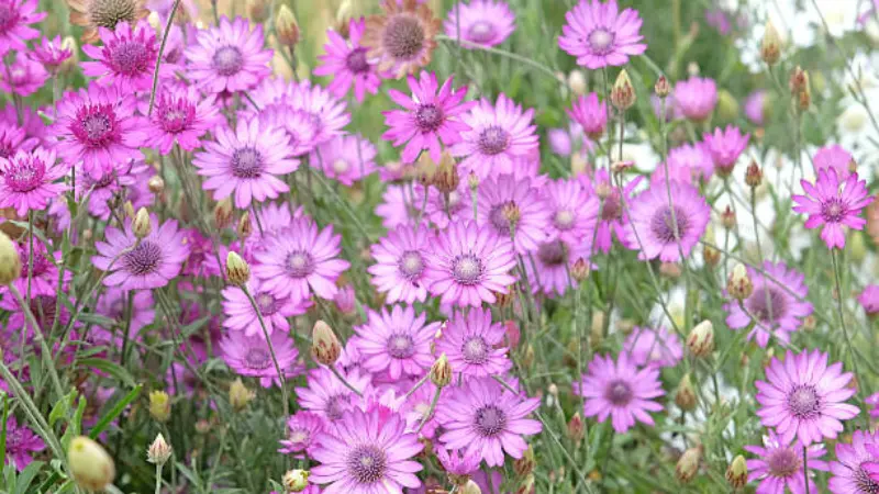 Bright pink-purple xeranthemum flowers clustered together outdoors