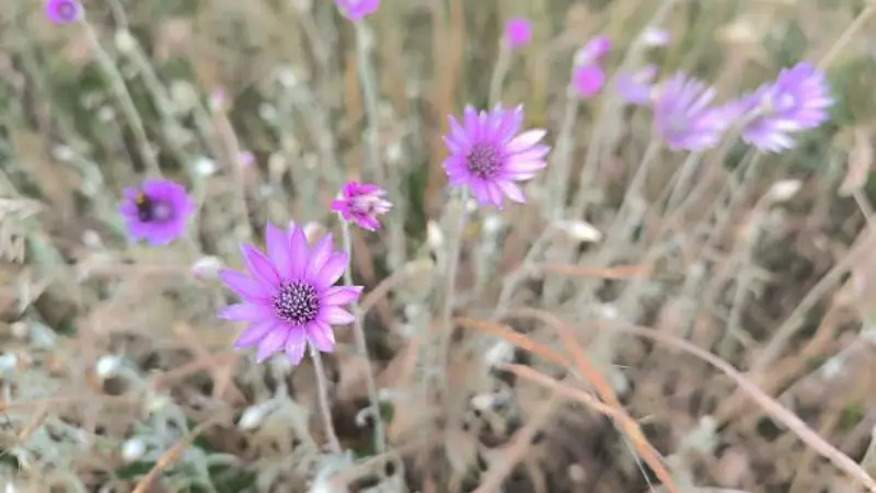 Purple xeranthemum flowers growing in dry golden grassland