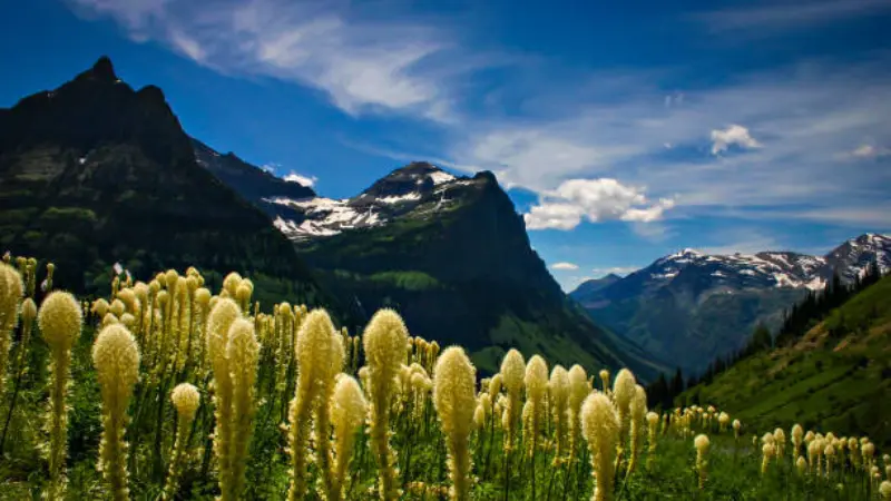 Field of white Xerophyllum (Bear Grass) flowers with snow-capped mountains behind