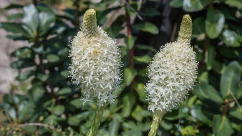 Two Xerophyllum (Bear Grass) flower spikes with unopened green tips