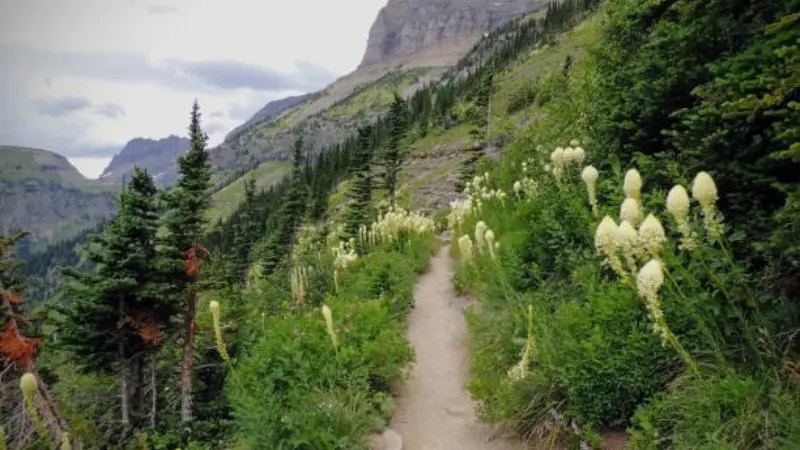 White Xerophyllum (Bear Grass) flowers lining a dirt hiking trail in the mountains