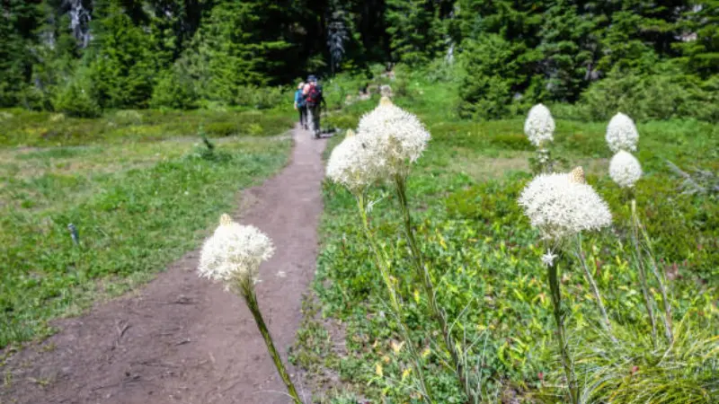 Hikers walking a trail past blooming white Xerophyllum (Bear Grass) flowers