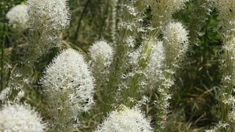 Multiple white Xerophyllum (Bear Grass) flower heads growing densely in a field