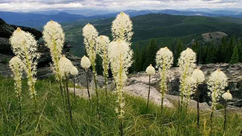 White Xerophyllum (Bear Grass) flowers growing among rocks on a mountain ridge