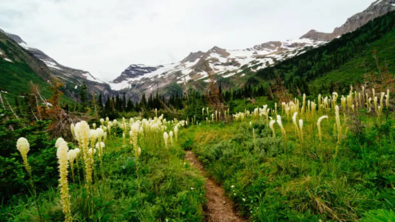 White Xerophyllum (Bear Grass) flowers in a green meadow beneath snow-capped mountains