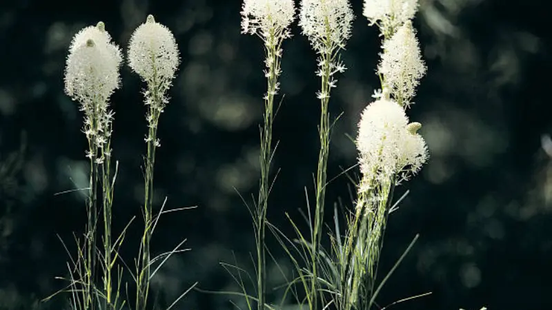 Xerophyllum (Bear Grass) flower spikes backlit against a dark background
