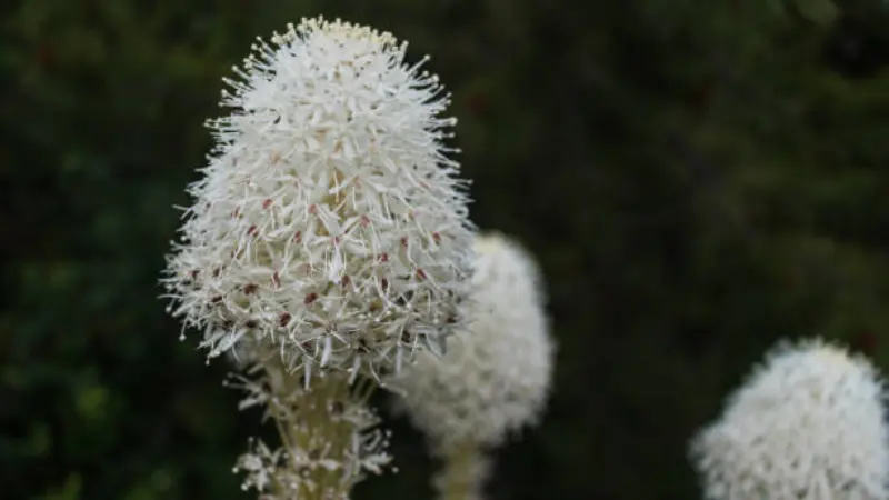 Close-up of a fluffy white Xerophyllum (Bear Grass) flower cluster