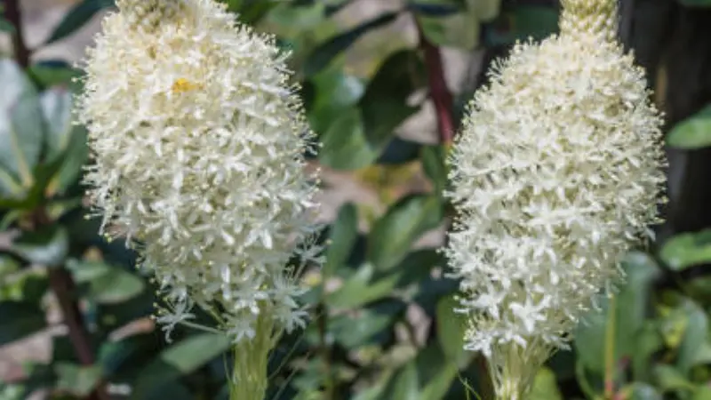 Two white Xerophyllum (Bear Grass) flower spikes surrounded by green leaves
