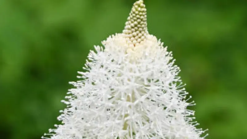 White Xerophyllum (Bear Grass) flower spike beginning to bloom against green background