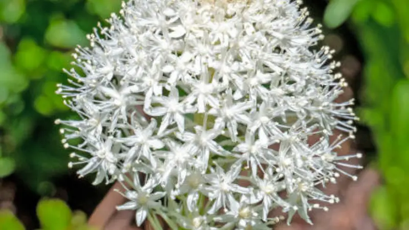Round white Xerophyllum (Bear Grass) flower cluster with star-shaped blossoms