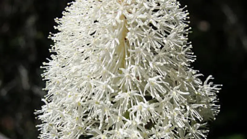 White Xerophyllum (Bear Grass) flower spike in shaded forest setting