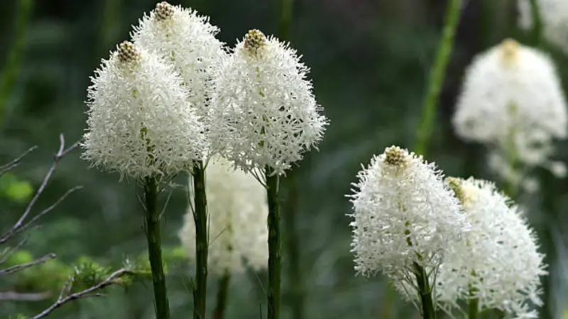 Group of white Xerophyllum (Bear Grass) flower spikes in a green meadow
