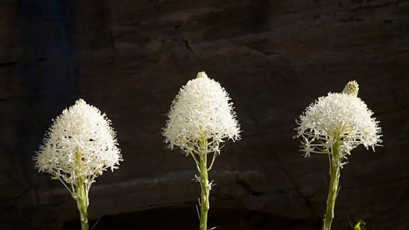Three white Xerophyllum (Bear Grass) flower spikes silhouetted against a rock face