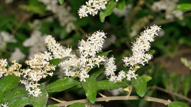 Yaupon holly flower branch covered in small white flower clusters