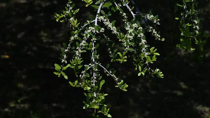 Sunlit yaupon holly flower branches with white blooms against dark background