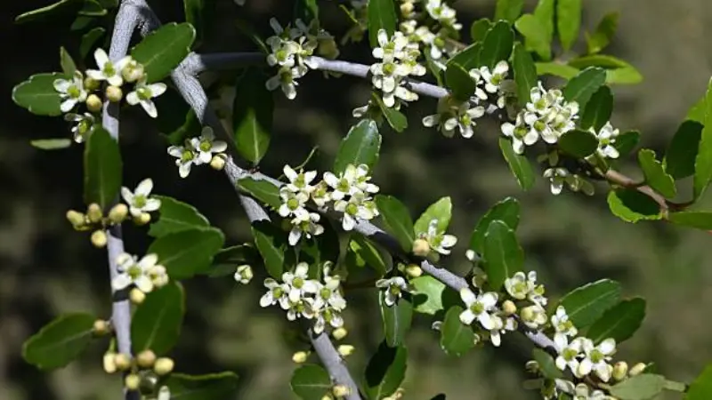 Yaupon holly flower branches densely covered in small white flowers and buds