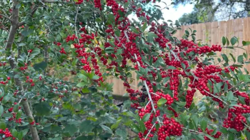 Yaupon holly flower branch densely covered in bright red berries