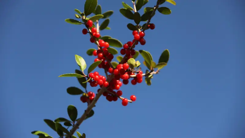 Red yaupon holly berries on a branch against a clear blue sky
