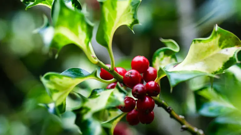 Holly flower branch with variegated green leaves and clustered red berries