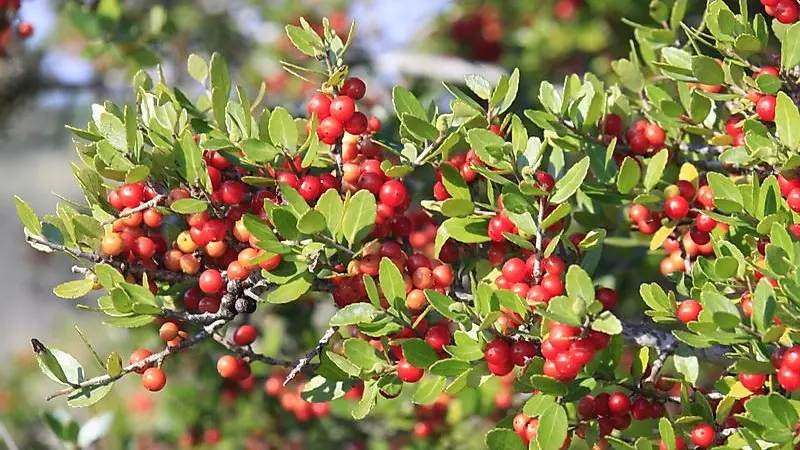 Yaupon holly flower branches covered in ripening red and orange berries