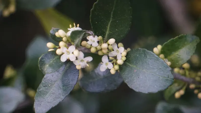 Close-up of small white yaupon holly flowers and buds on green leaves