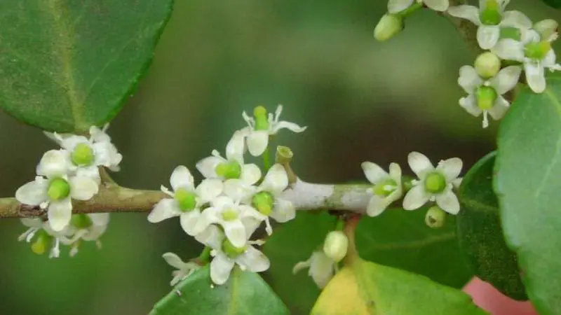 White yaupon holly flowers with pale green centers on a branch