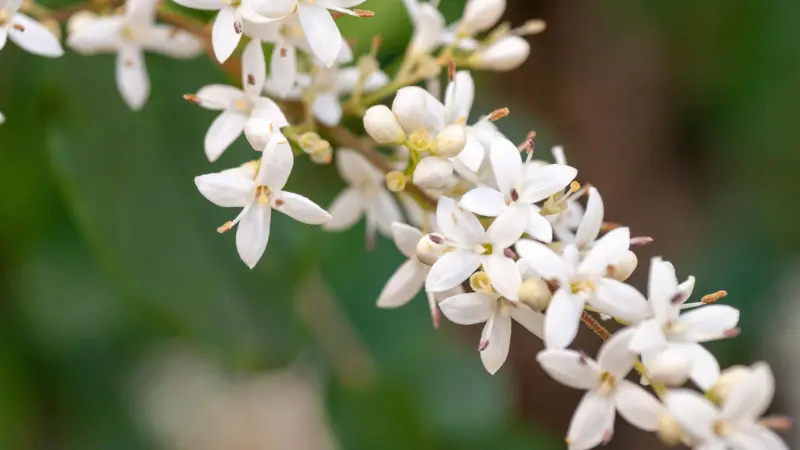 Cluster of white yaupon holly flowers with visible stamens