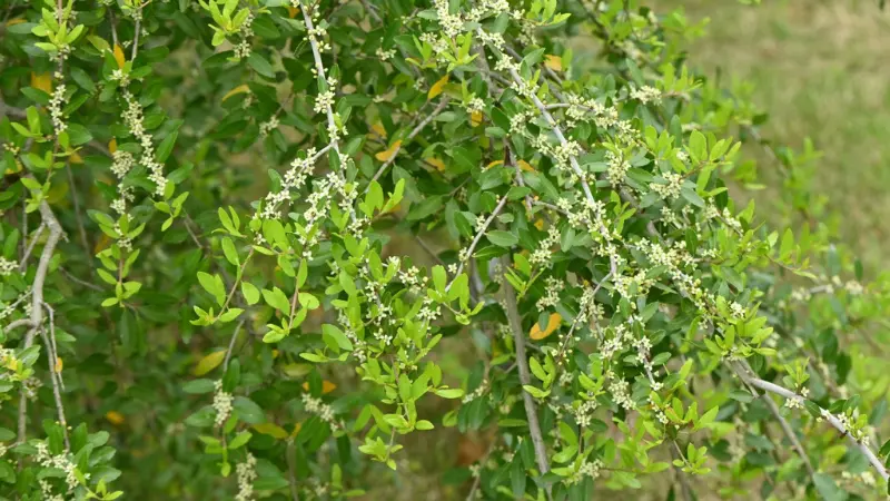 Yaupon holly flower shrub covered in tiny white blooms