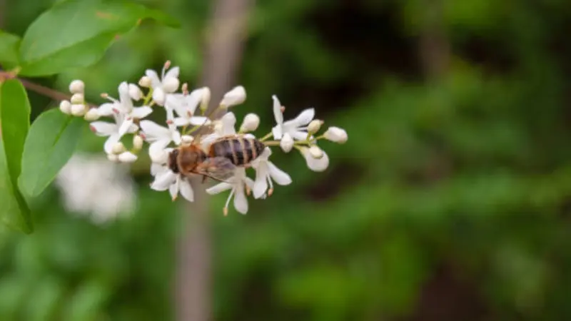 Bee collecting pollen from white yaupon holly flowers