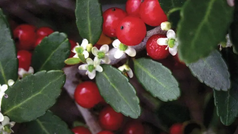 White yaupon holly flowers growing alongside bright red berries