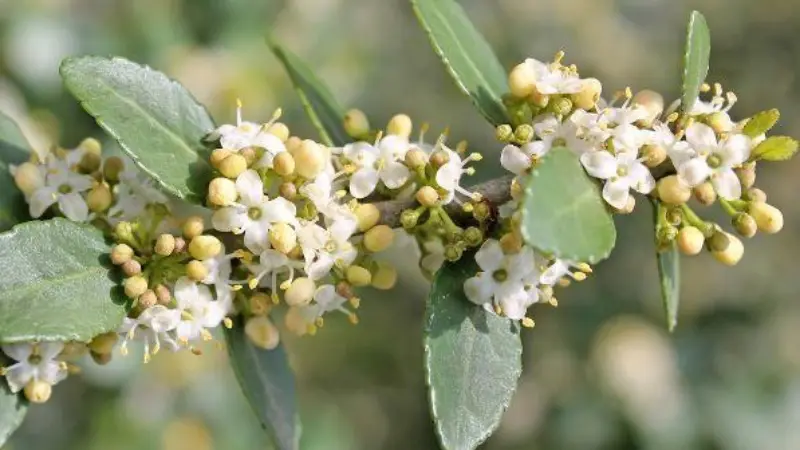 Sunlit white yaupon holly flowers and cream-colored buds on a branch