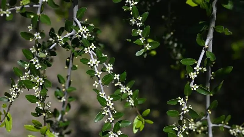 Yaupon holly flowers with scattered small white blooms on branches