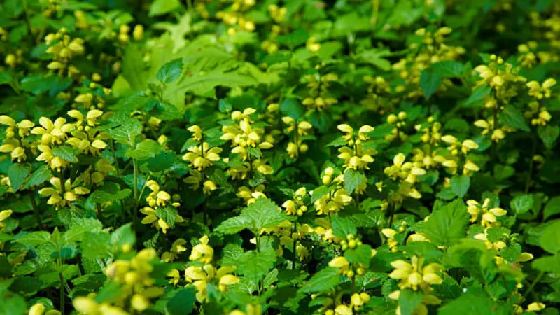 Dense patch of yellow archangel flowers covering the forest floor