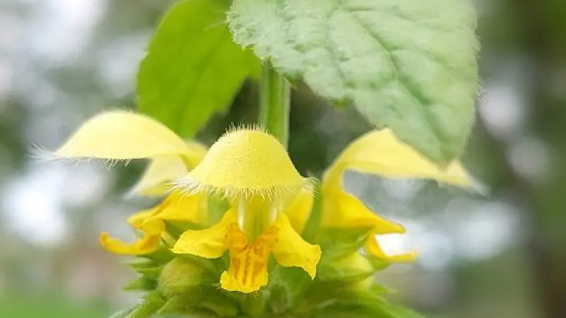 Front view of a yellow archangel flower with orange markings