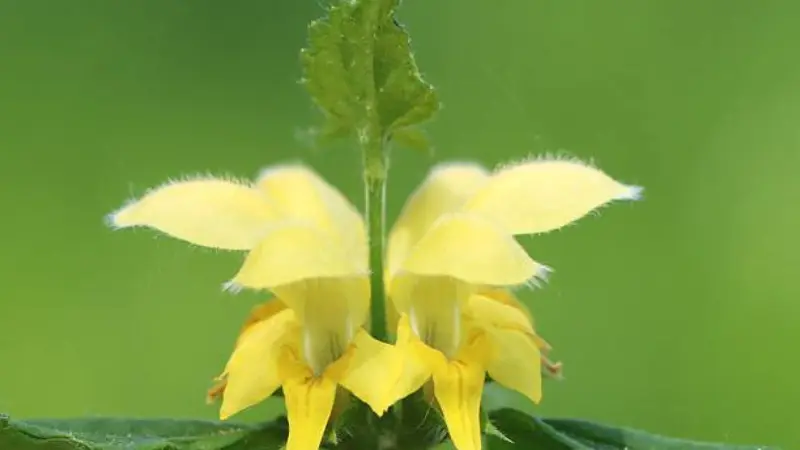 Two symmetrical yellow archangel flowers facing each other