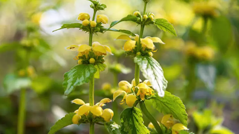 Tall yellow archangel flower stems with multiple flower whorls in sunlight