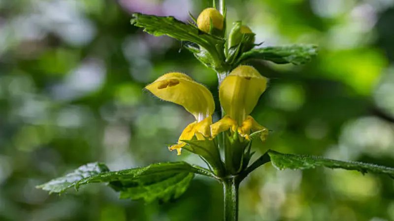Yellow archangel flower spike with open blooms and unopened buds