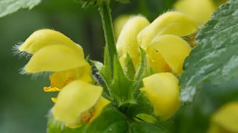 Dense cluster of yellow archangel flowers with fuzzy petals