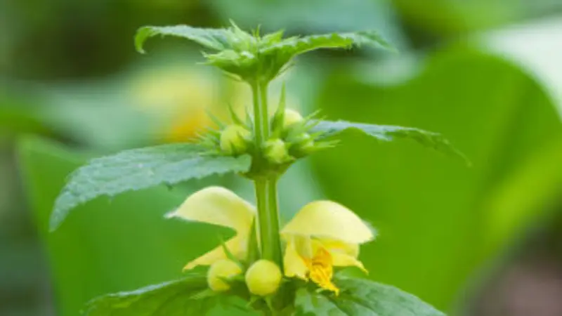 Close-up of a yellow archangel flower with hooded petals
