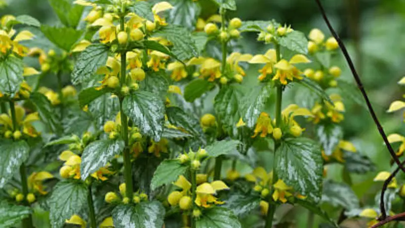Yellow archangel flowers with silver-variegated leaves in a garden bed
