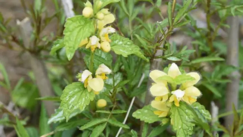 Pale yellow archangel flowers growing on slender wild stems