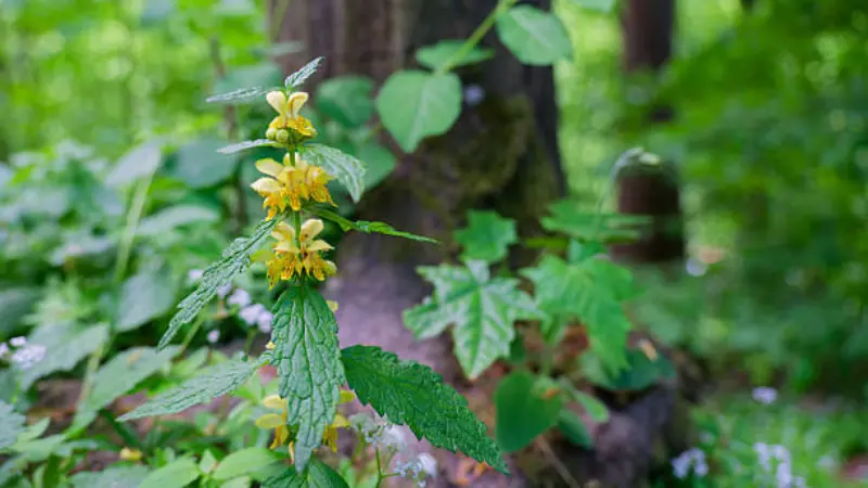 Yellow archangel flower spike growing in a shaded forest